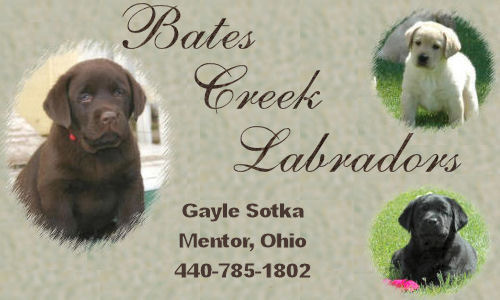 Welcome To Bates Creek Labradors